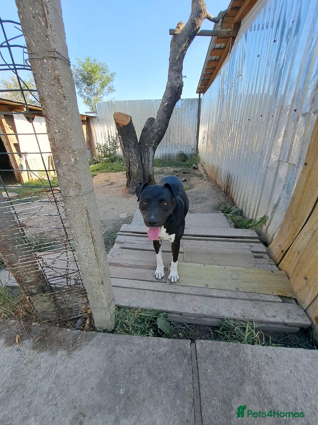 Mixed Breed dogs for adoption: LUCKY - a superb and gentle girl for a Loving Home - Image 17