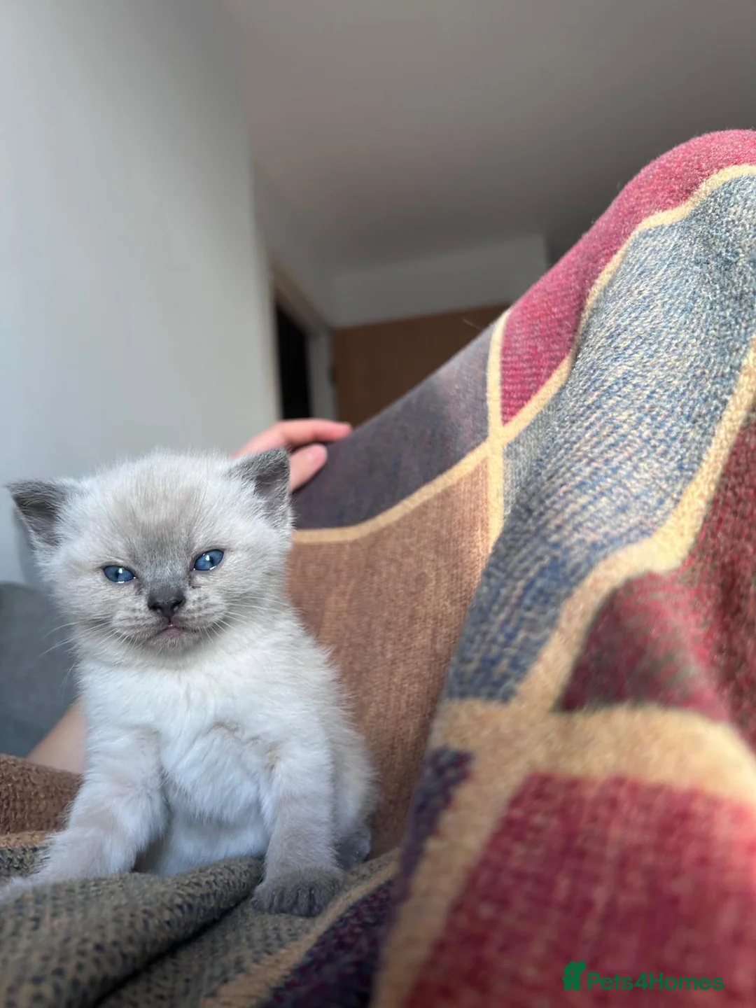 British Shorthair cats for sale: 🐱British Shorthair x Scottish Fold Kittens 👑✨️ - Advert 7