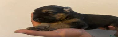 German Shepherd 2