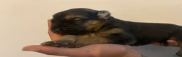 German Shepherd dogs for sale: Dutch X German Shepherd pups in London - Advert 11