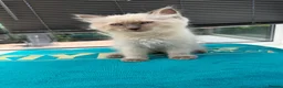 Ragdoll cats for sale: Beautiful blue point ragdoll - Advert 7