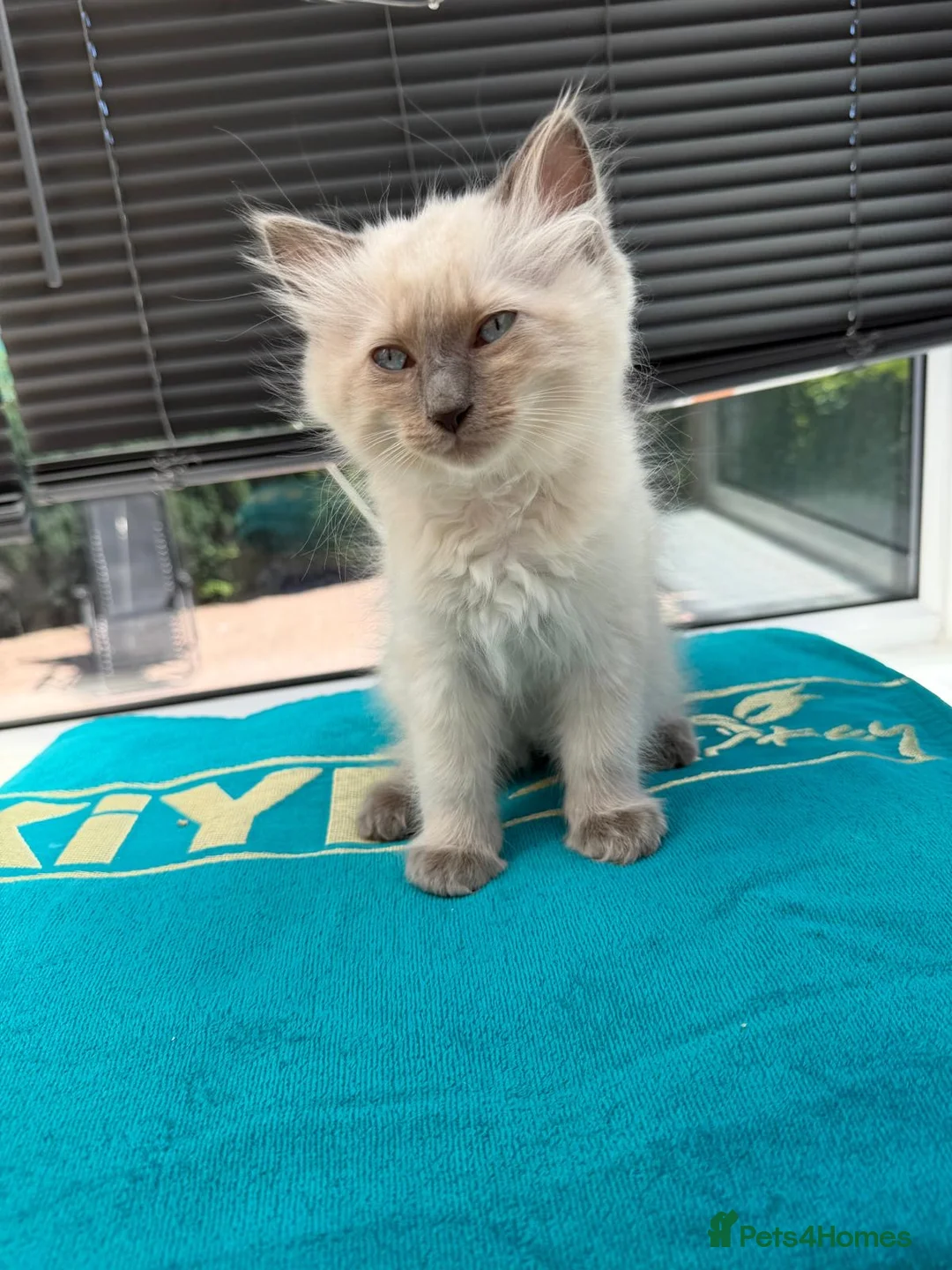 Ragdoll cats for sale: Beautiful blue point ragdoll - Advert 7