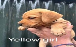 Labrador Retriever dogs for sale: Yellow/red Labrador puppies  - Image 10