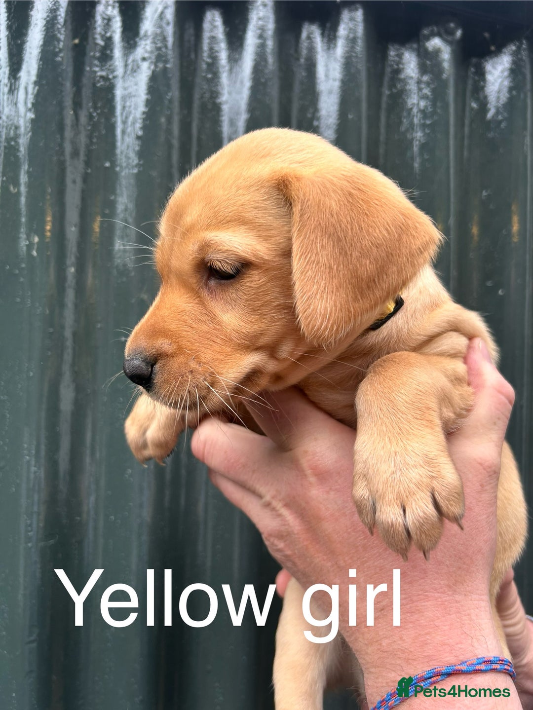 Labrador Retriever dogs for sale: Yellow/red Labrador puppies  - Image 10