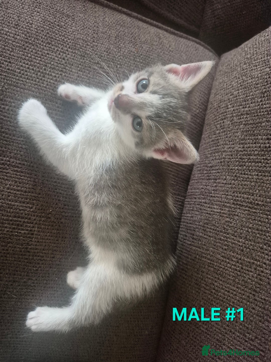 Mixed Breed cats for sale: 3 Beautiful Tabby/Russian Blue kittens - Image 11