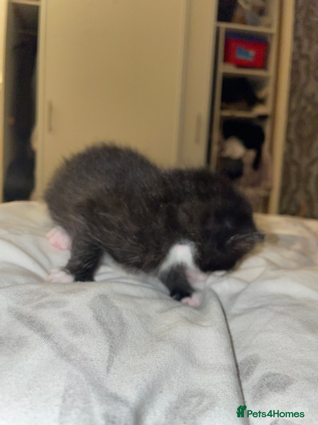 Mixed Breed cats for sale: 2 mix breed cats for sale (rare colours) tuxedo  - Advert 8