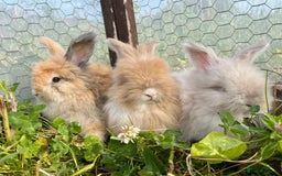 Angora rabbits for sale: Pedigree Full Faced & Maxi Faced English Angoras - Image 16