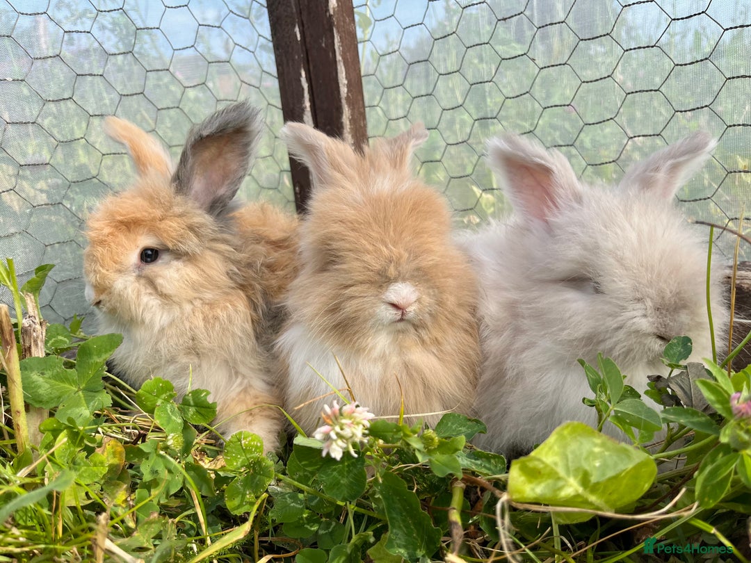 Angora rabbits for sale: Pedigree Full Faced & Maxi Faced English Angoras - Image 16