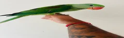 Parrots birds for sale: Hand Reared Alexandrine for sale  - Advert 4
