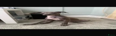 Italian Greyhound 1
