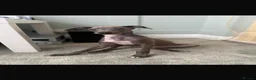 Italian Greyhound dogs for sale: Italian greyhound  in Bexleyheath - Advert 2