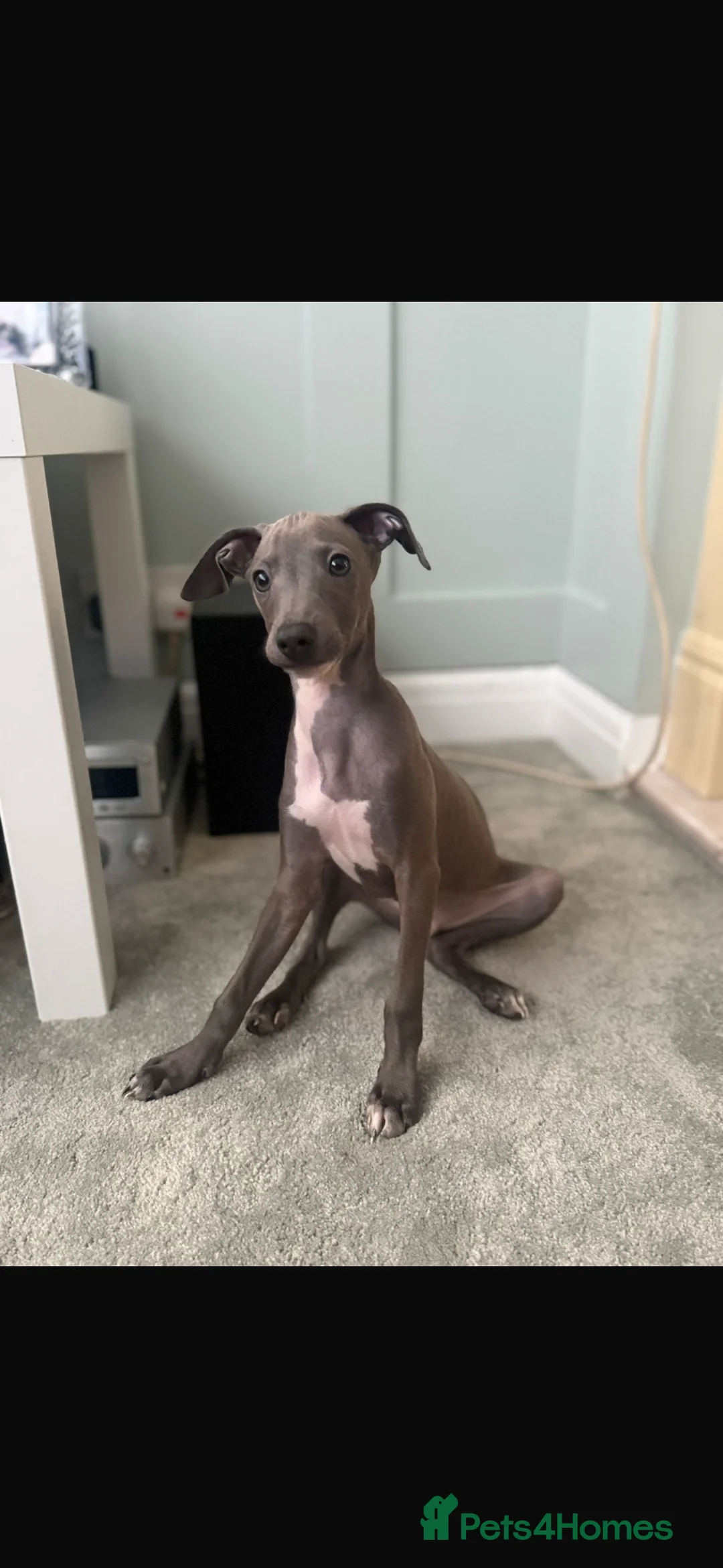 Italian Greyhound dogs for sale: Italian greyhound  in Bexleyheath - Advert 2