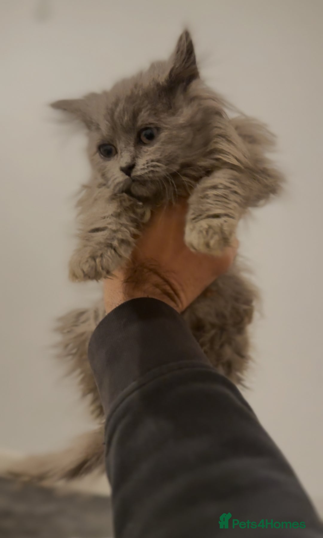 British Longhair cats for sale: Adorable British Longhair Kittens Ready Now! - Advert 18