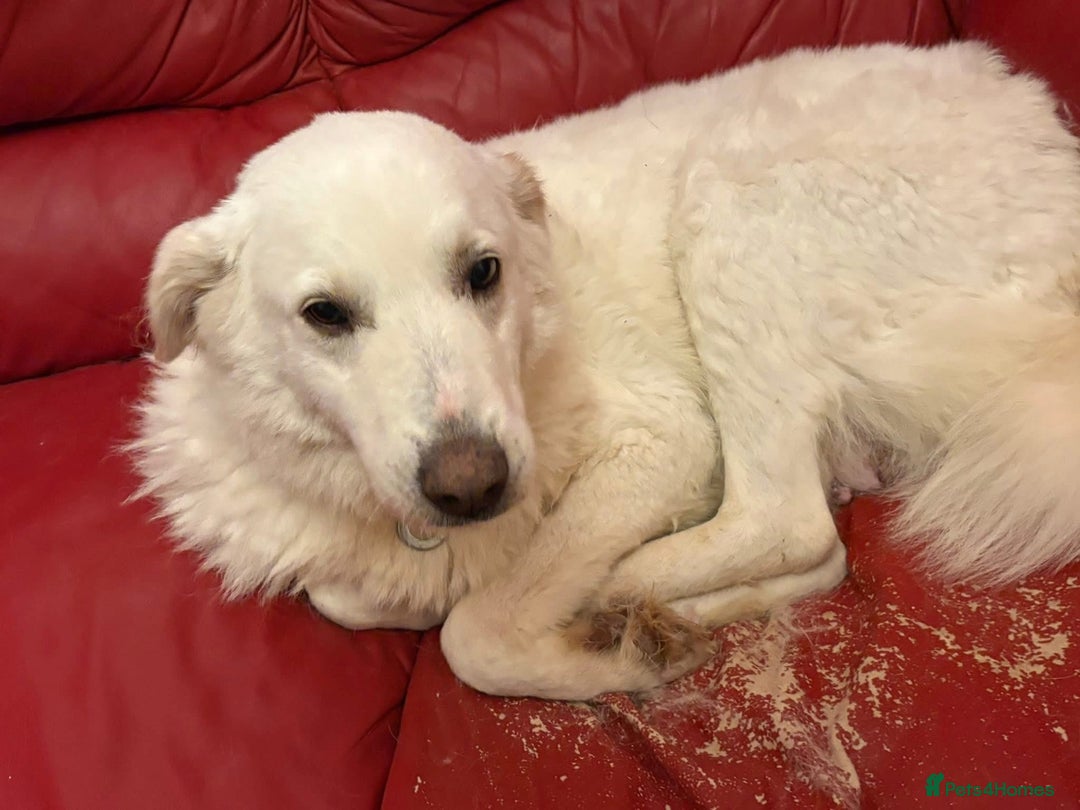 Mixed Breed dogs for adoption: Paloma - Norwich Norfolk  - Advert 4