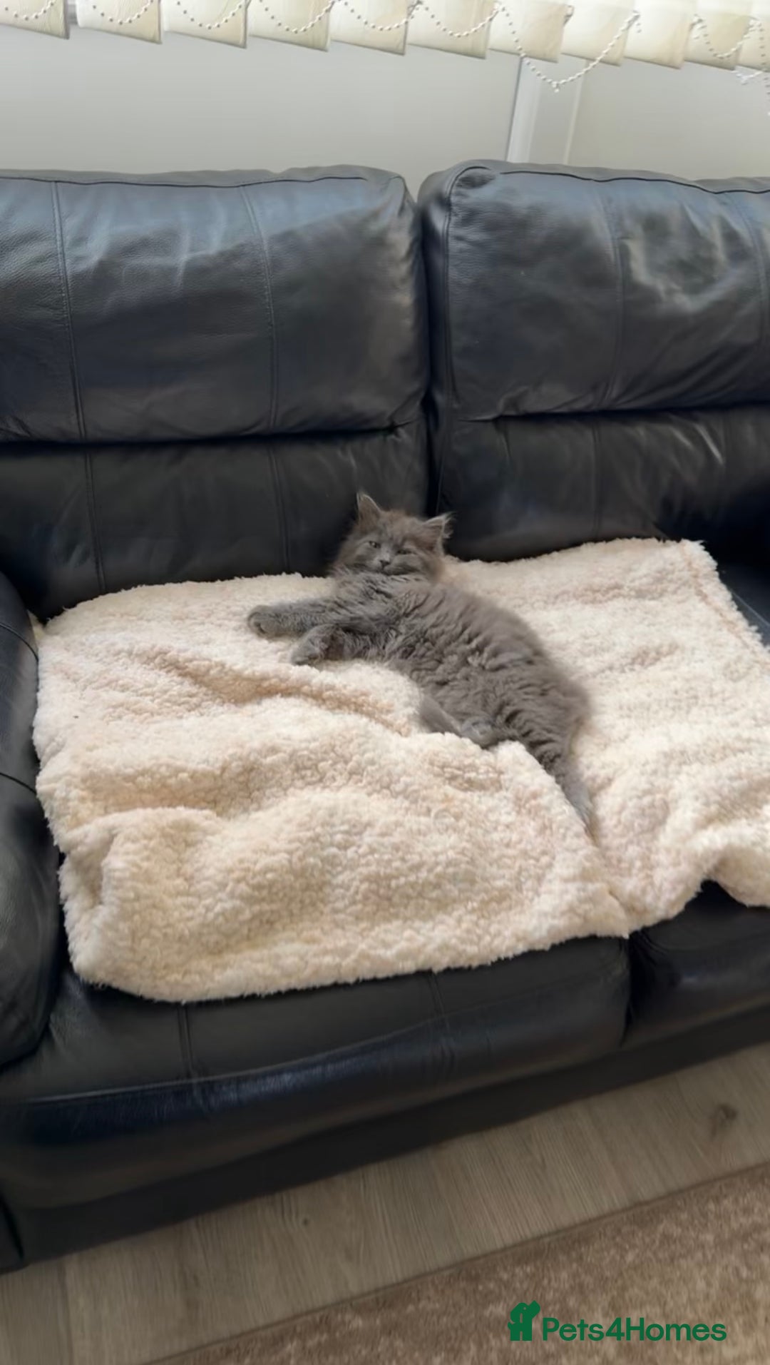 Mixed Breed cats for sale: Kitten for sale - Image 1
