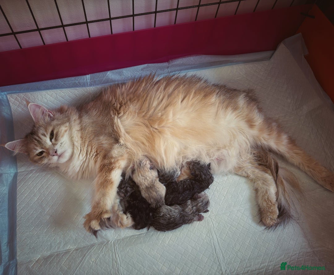 Siberian cats for sale: Siberian Kittens Available for Reservation!  - Image 13