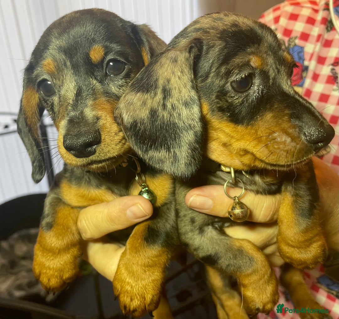 Dachshund dogs for sale: 5 beautiful miniature short haired dachshunds - Image 28