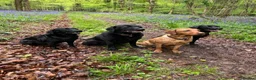 Labrador Retriever dogs for sale: Labrador Puppies – Family Raised – Dorset  in Dorchester - Advert 8