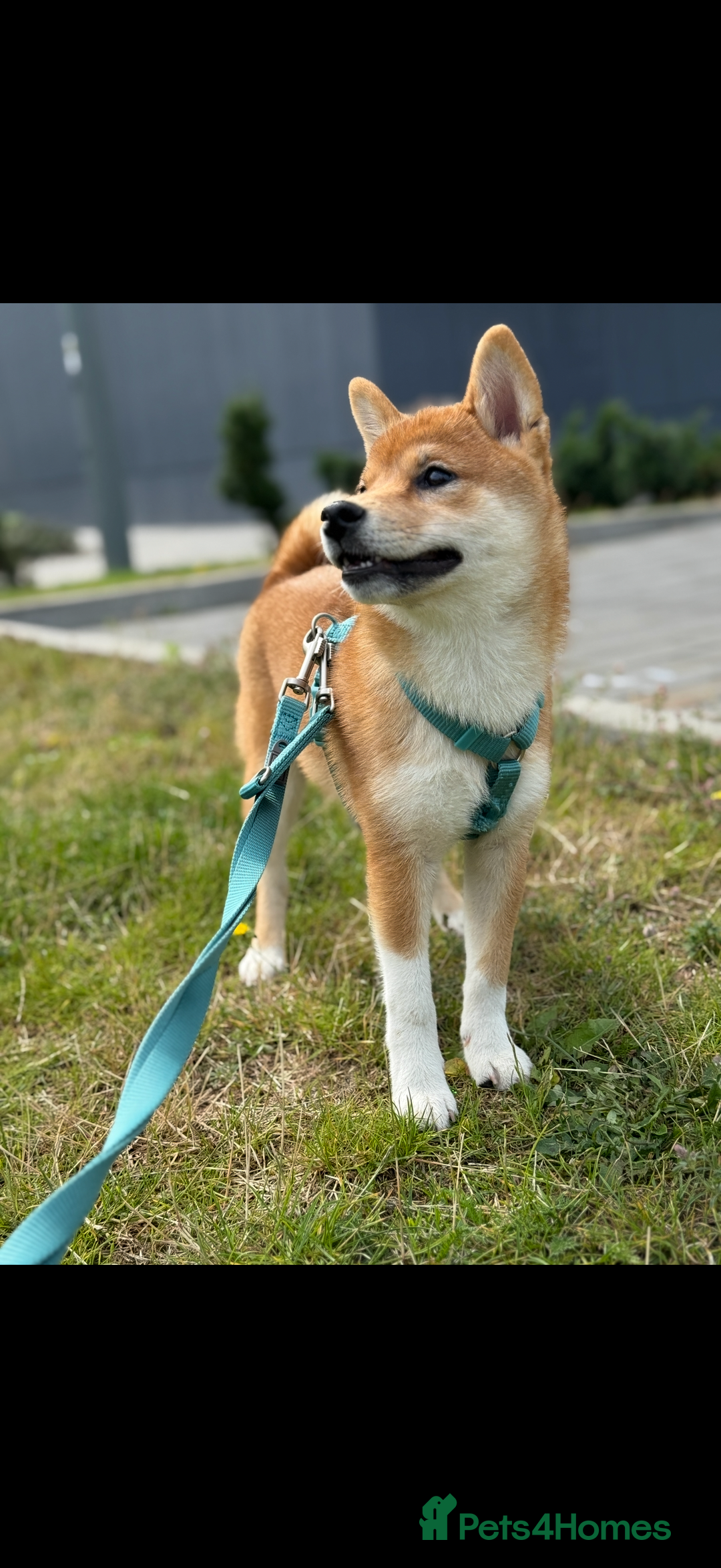 Japanese Shiba Inu dogs for sale: KCI Registered Full Pedigree Shiba Inu Champ - Advert 2