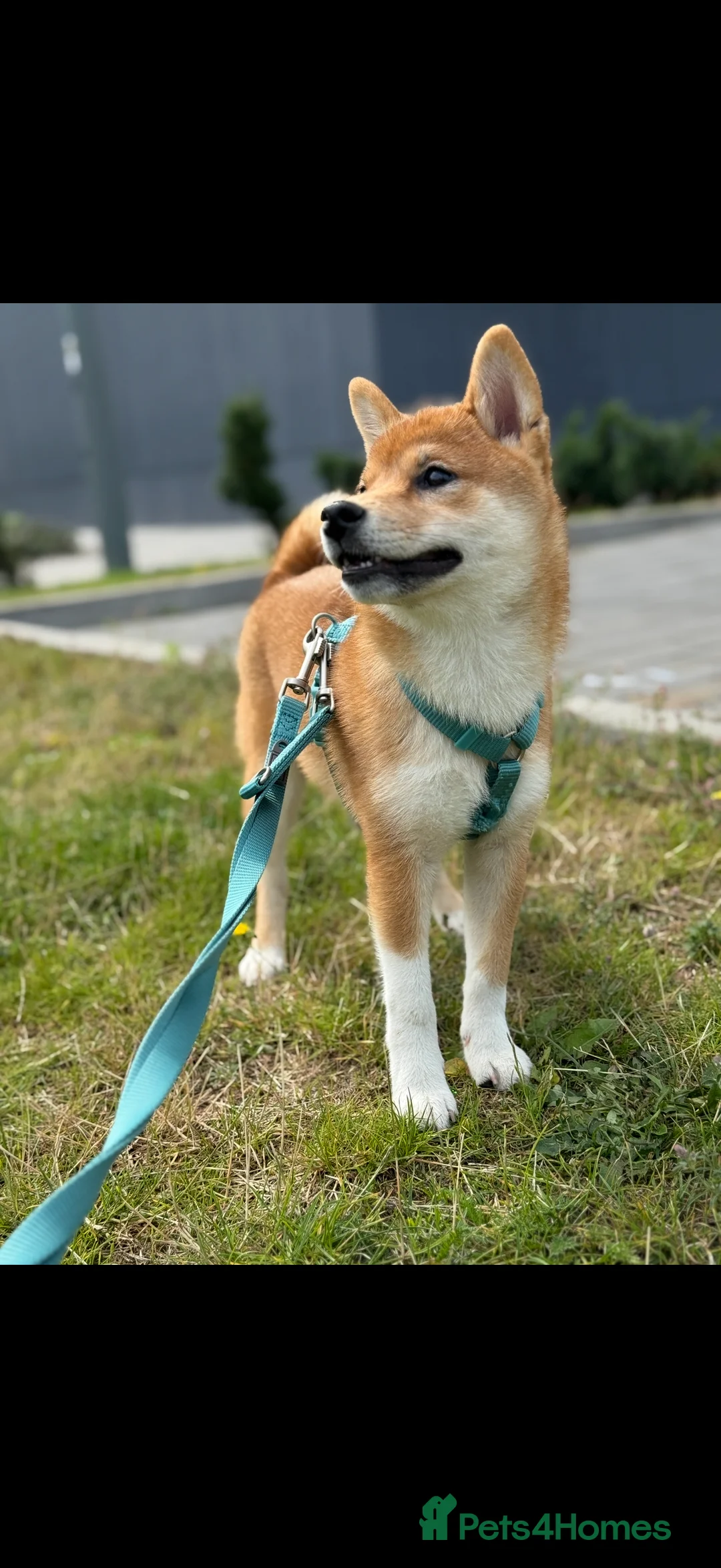Japanese Shiba Inu dogs for sale: KCI Registered Full Pedigree Shiba Inu Champ - Advert 2