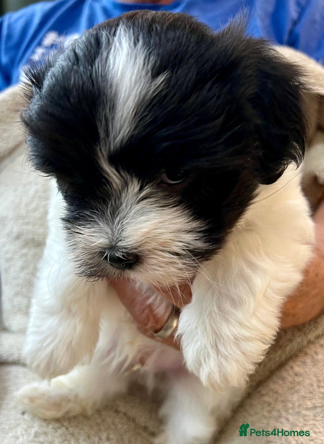 Coton De Tulear dogs for sale: Beautiful Coton de Tulear Puppies - Image 4