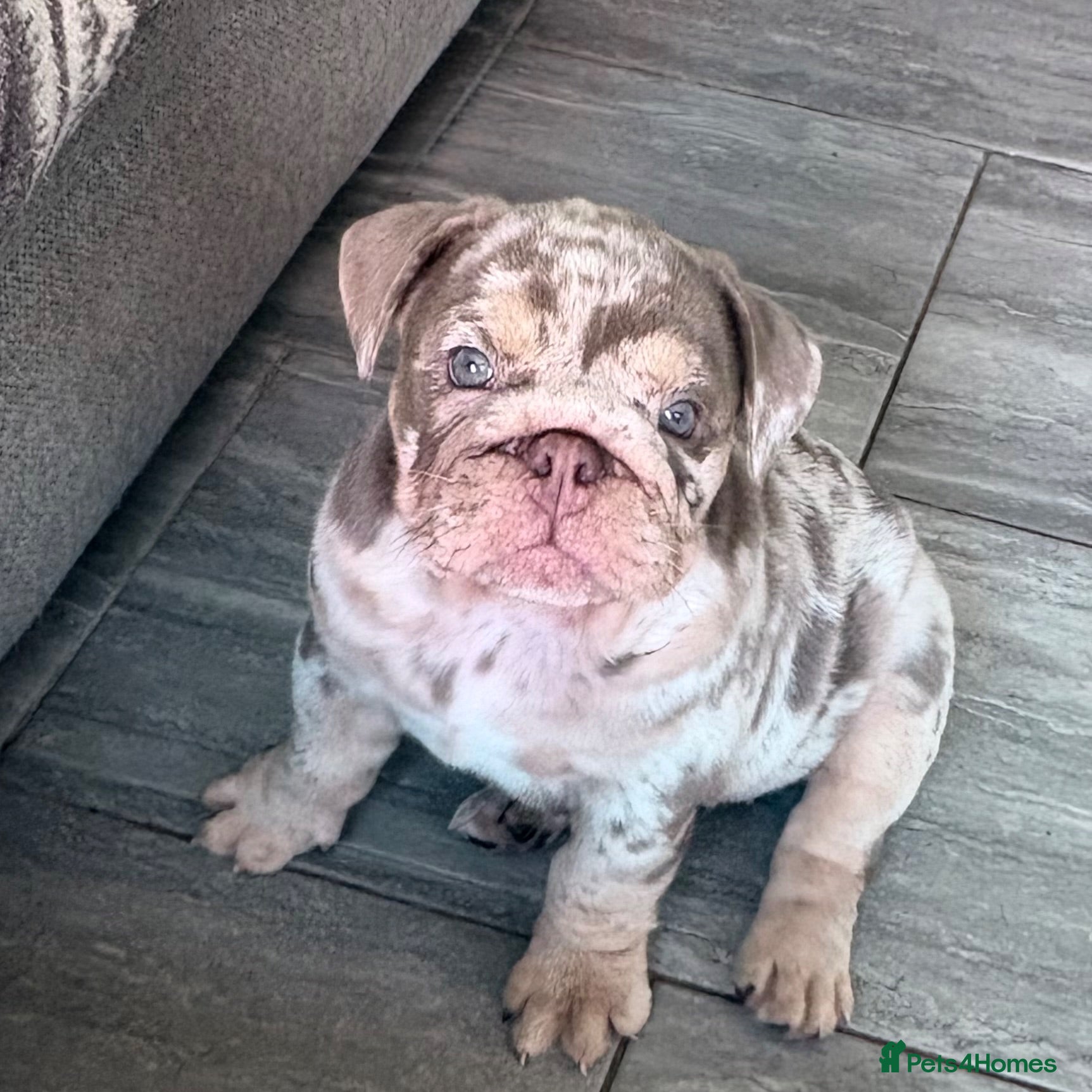 English Bulldog dogs Last Pup – VET CHECKED & READY THIS WEEKEND  - Advert 10