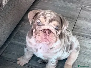 English Bulldog dogs Last Pup – VET CHECKED & READY THIS WEEKEND - Advert 10