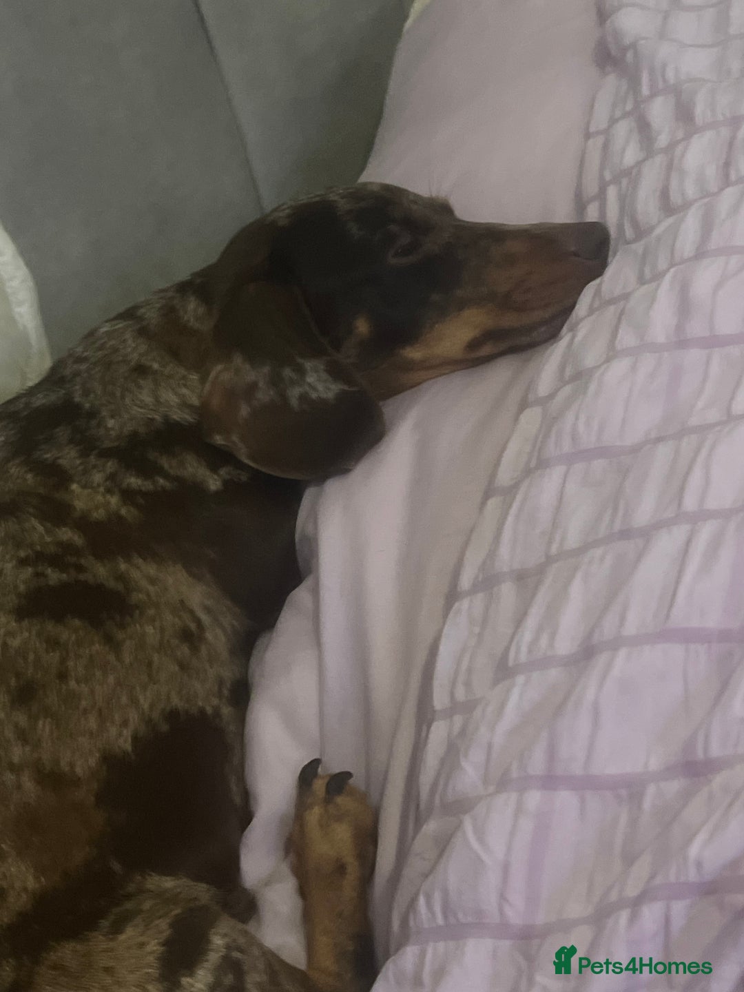 Mixed Breed dogs for sale: LAST GIRL 🩷 daxipoo - Advert 10