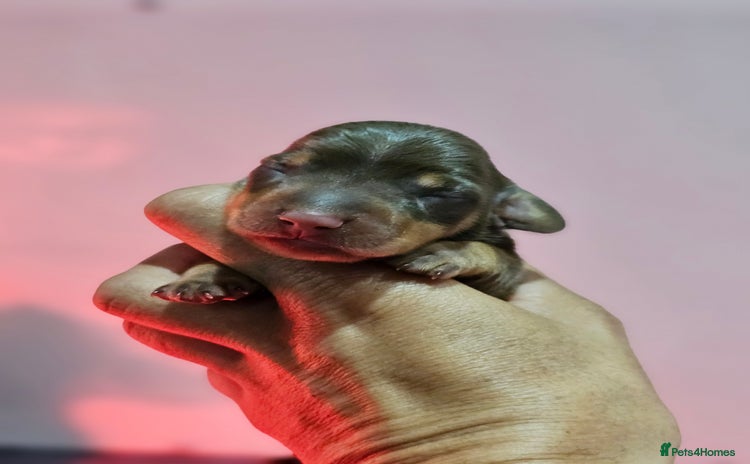 Miniature Dachshund dogs - Advert 10