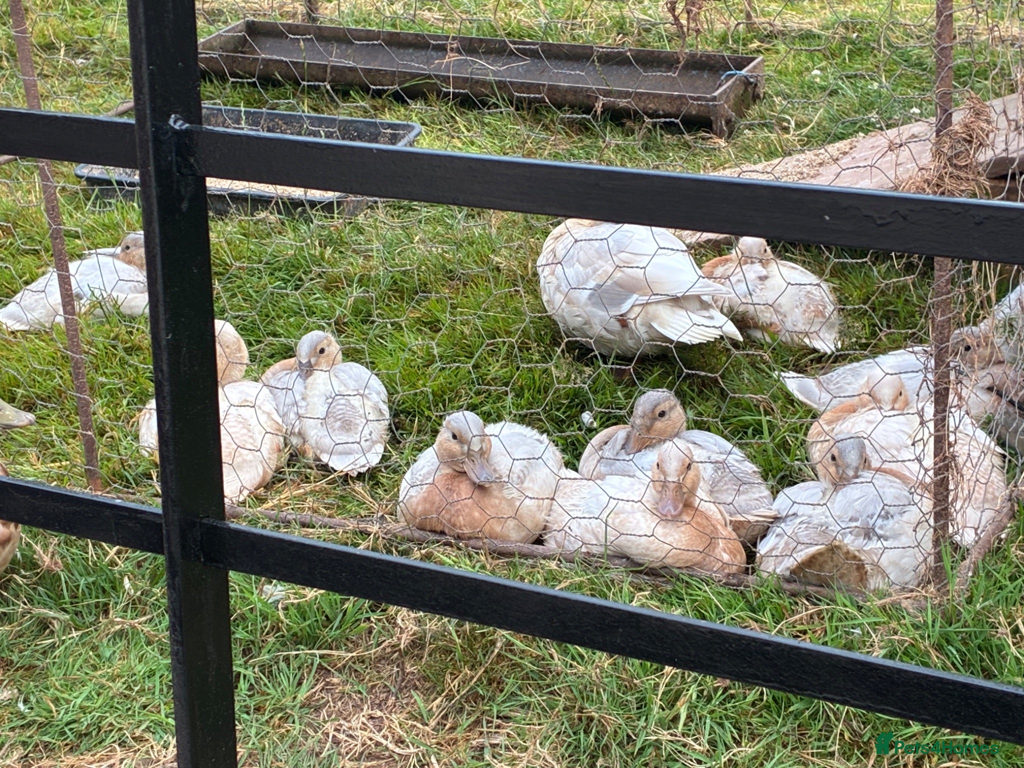 Ducks poultry Pure Bred Apricot Call Duck Ducklings for sale - Advert 1
