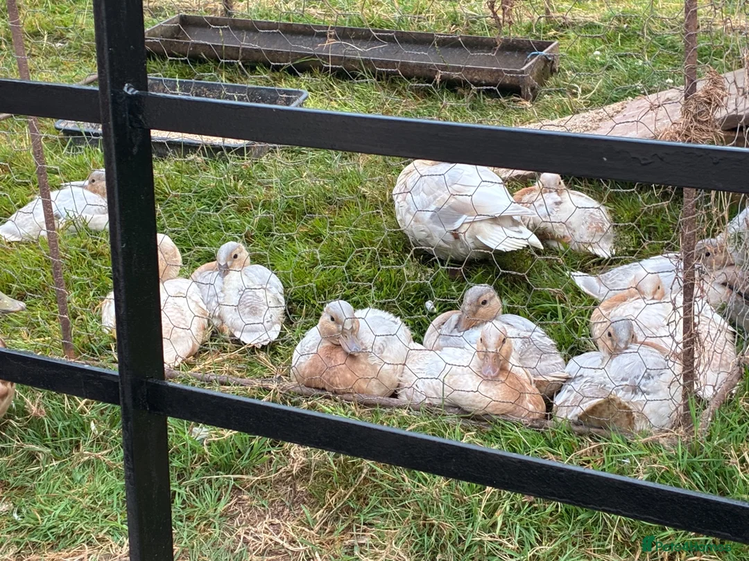 Ducks poultry for sale: Pure Bred Apricot Call Duck Ducklings for sale - Advert 1
