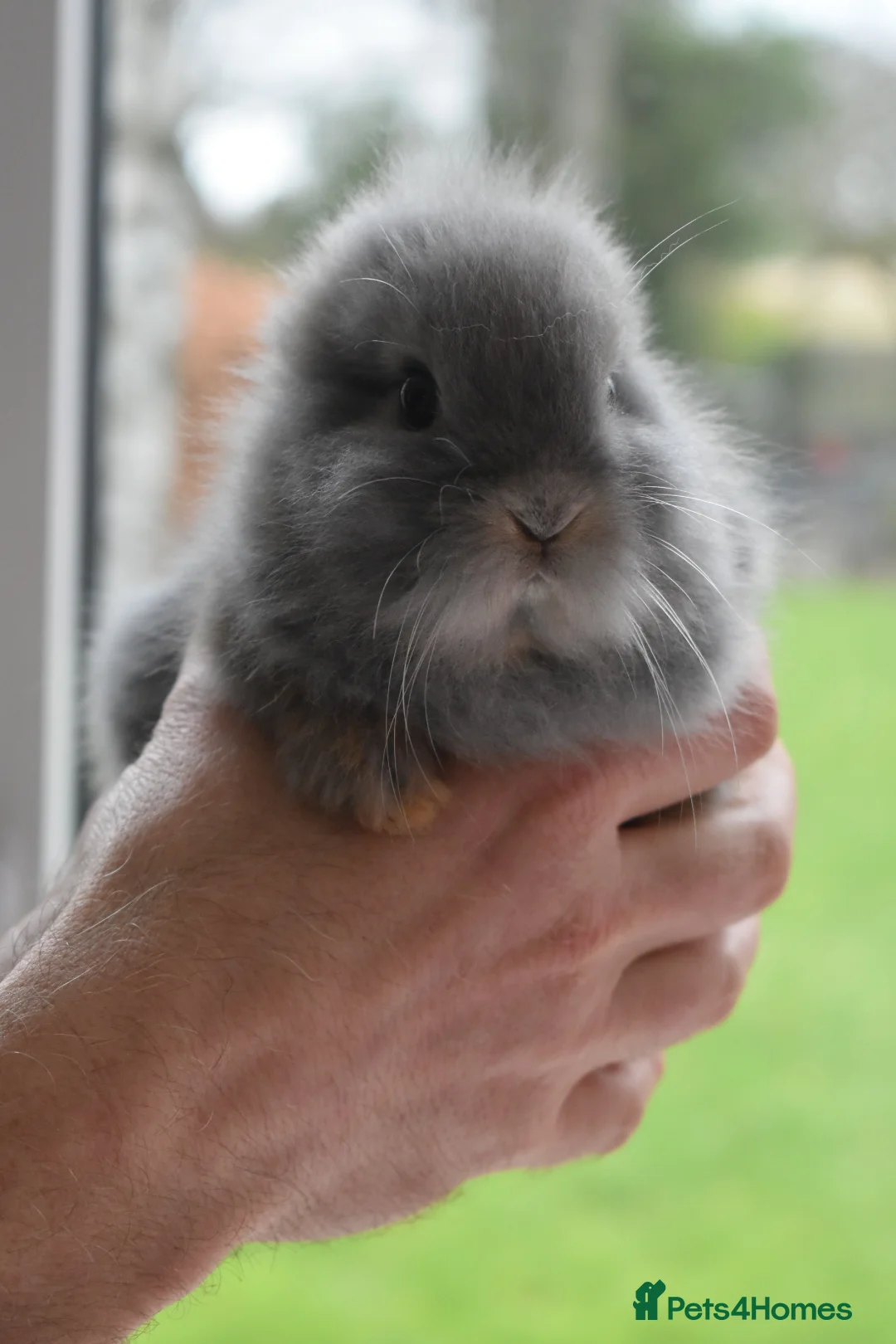 Lionhead rabbits for sale: 🐰 Adorable Lionhead Bunnies for Sale 🐰 - Advert 2