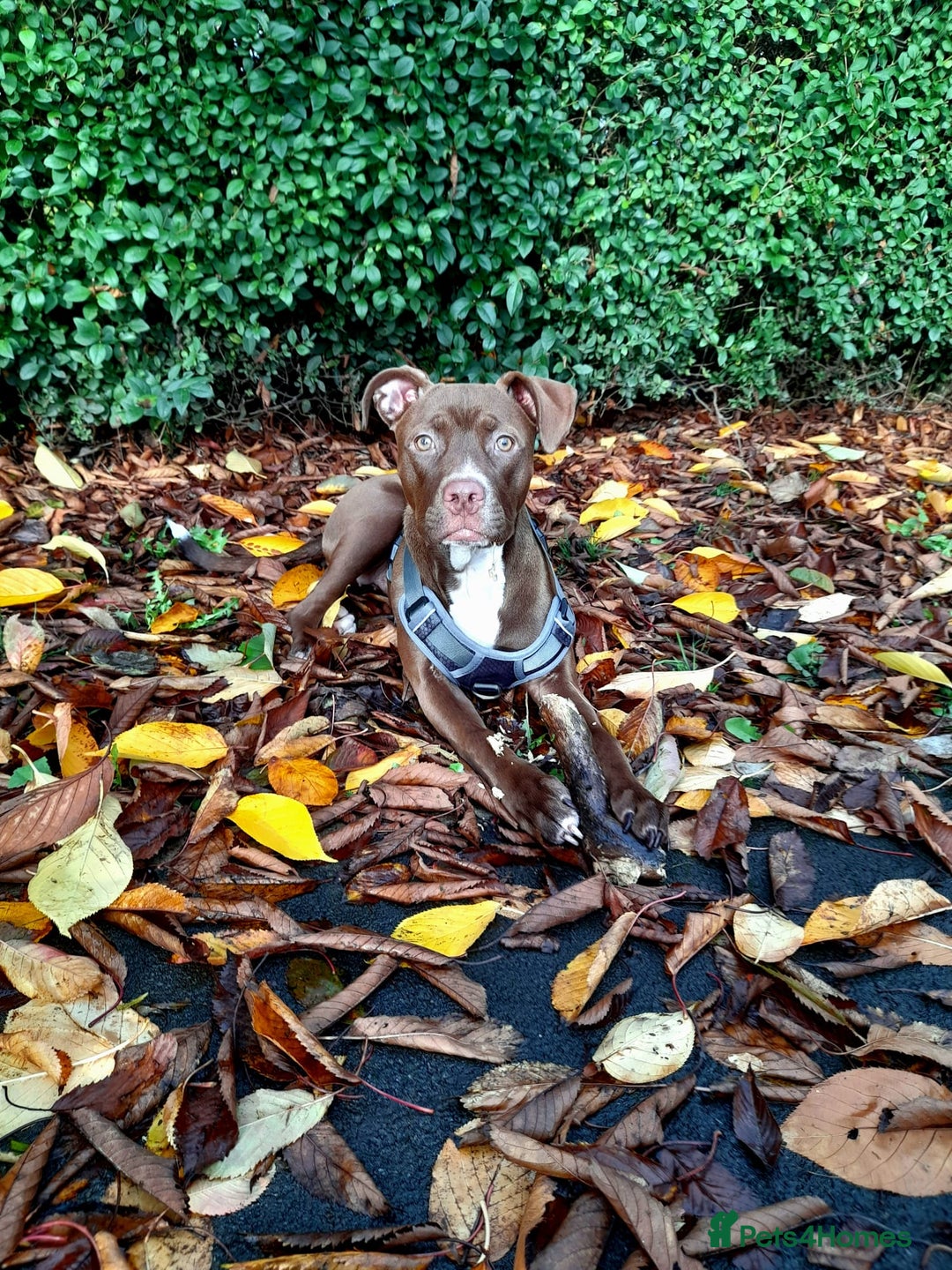 American Bulldog dogs for sale: 6 month old American Bulldog.#read description  - Image 1