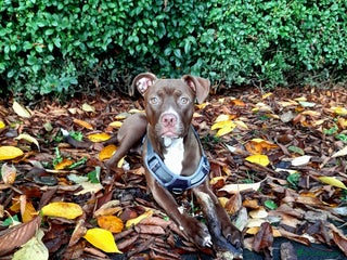 American Bulldog dogs for sale - Advert 1