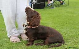 Mixed Breed dogs for sale: Lilly dachshund cocker spaniel  - Image 2