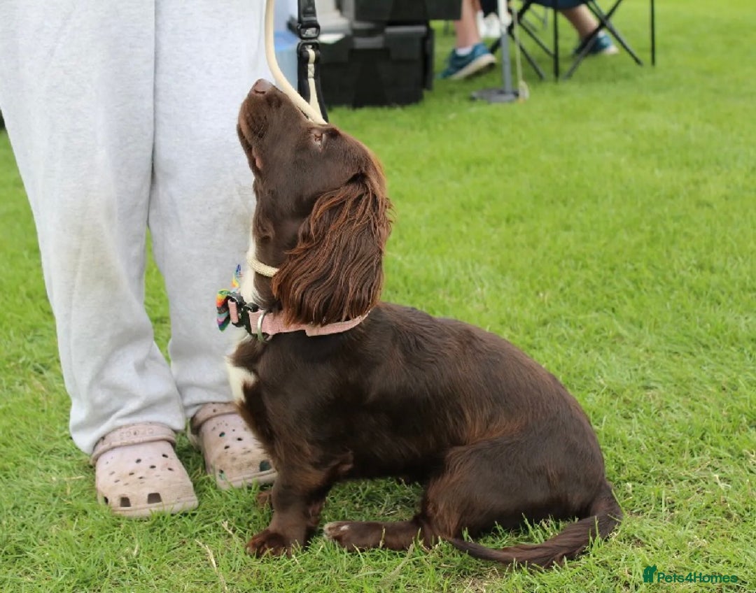 Mixed Breed dogs for sale: Lilly dachshund cocker spaniel  - Image 2