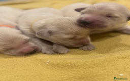 Golden Retriever dogs for sale: 7 beautiful Golden Retriever puppies  - Image 3