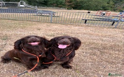 Cocker Spaniel dogs for sale: Well bred KC working cockers  - Image 12