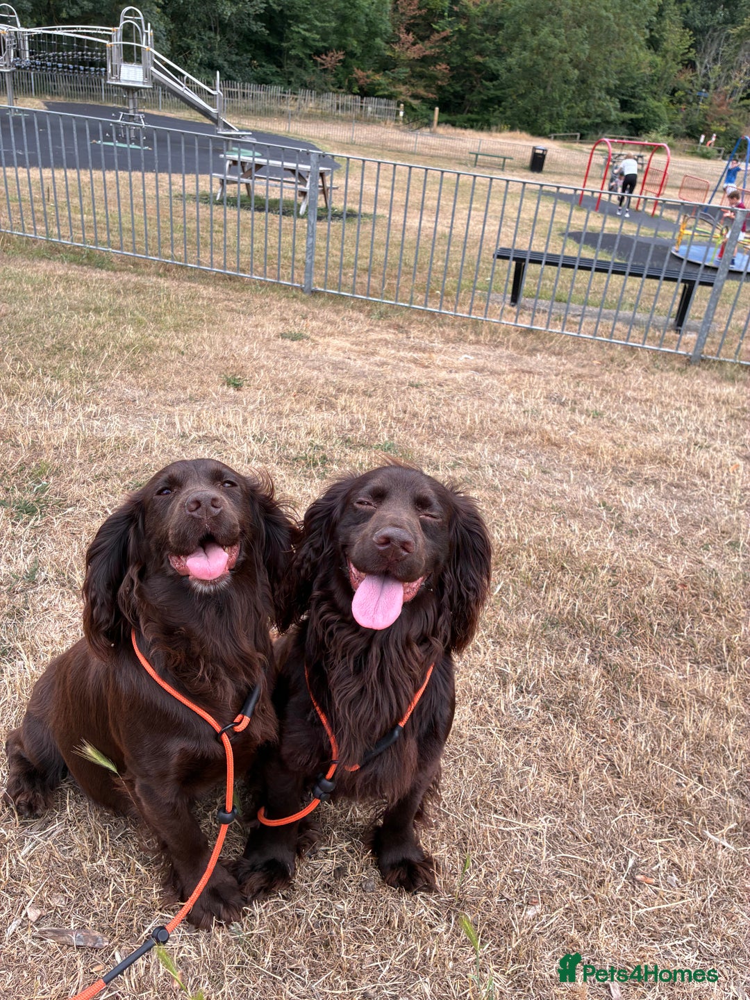Cocker Spaniel dogs for sale: Well bred KC working cockers  - Image 12