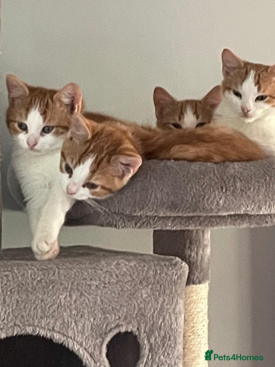 Mixed Breed cats for sale: Ready Now, 3 Loving, Playful Ginger Kittens - Advert 4