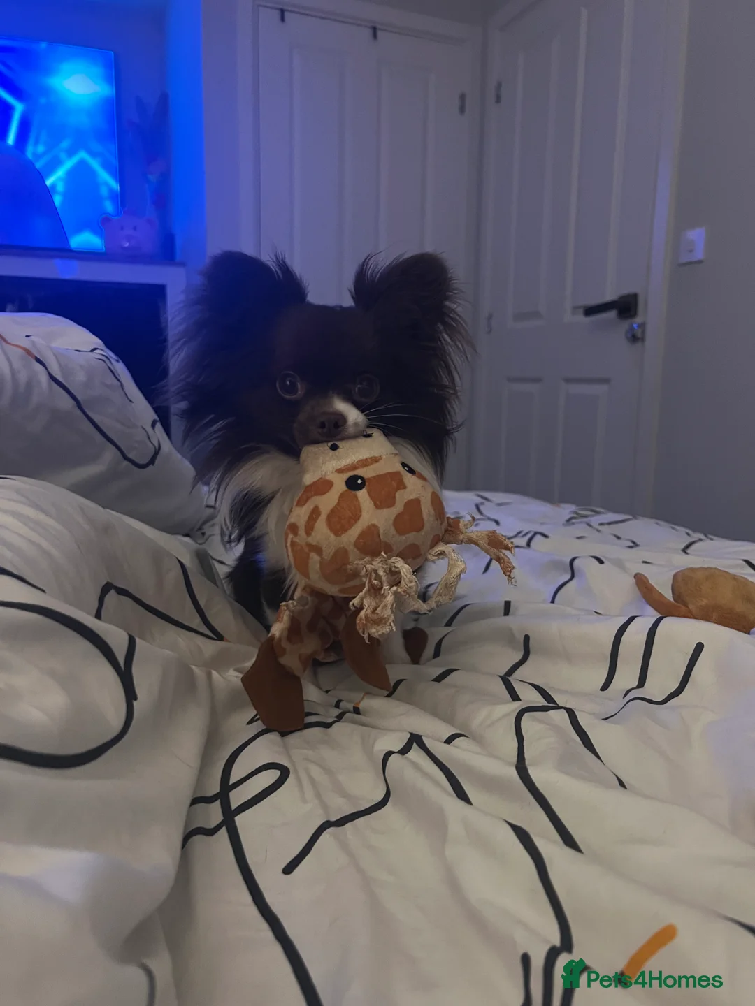 Chihuahua dogs for stud: Small Long coat chocolate and white chihuahua  - Advert 3