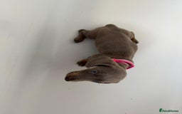 Dachshund dogs for sale: Bella - Advert 4