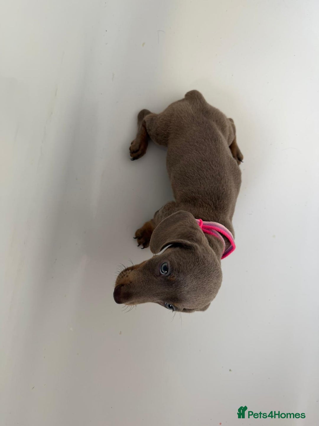 Dachshund dogs for sale: Bella - Advert 4