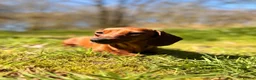 Miniature Dachshund dogs for sale: 2 Adult Smooth Haired Miniature Dachshund  - Advert 3