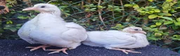 Pigeons birds for sale: Pigeons [Semi Hand-Raised] - Fancy & Racing Breeds - Advert 8