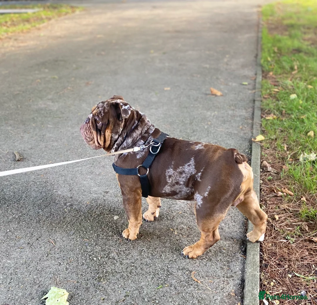 English Bulldog dogs for stud: 💙🍫FRANK🍫💙 in Southampton - Advert 29