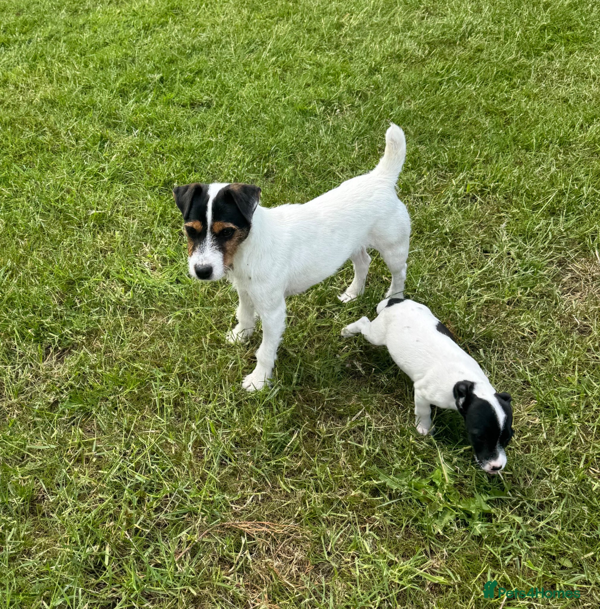 Jack Russell dogs Jack Russell terriers ready now 🏡 - Advert 2