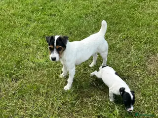 Jack Russell dogs Jack Russell terriers ready now 🏡 - Advert 1