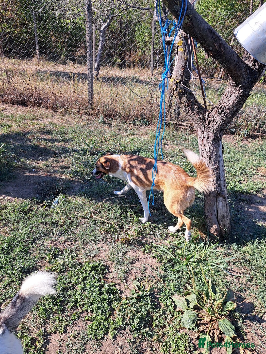 Mixed Breed dogs for adoption: BENNY - a faithful dog for a Loving Home - Image 40