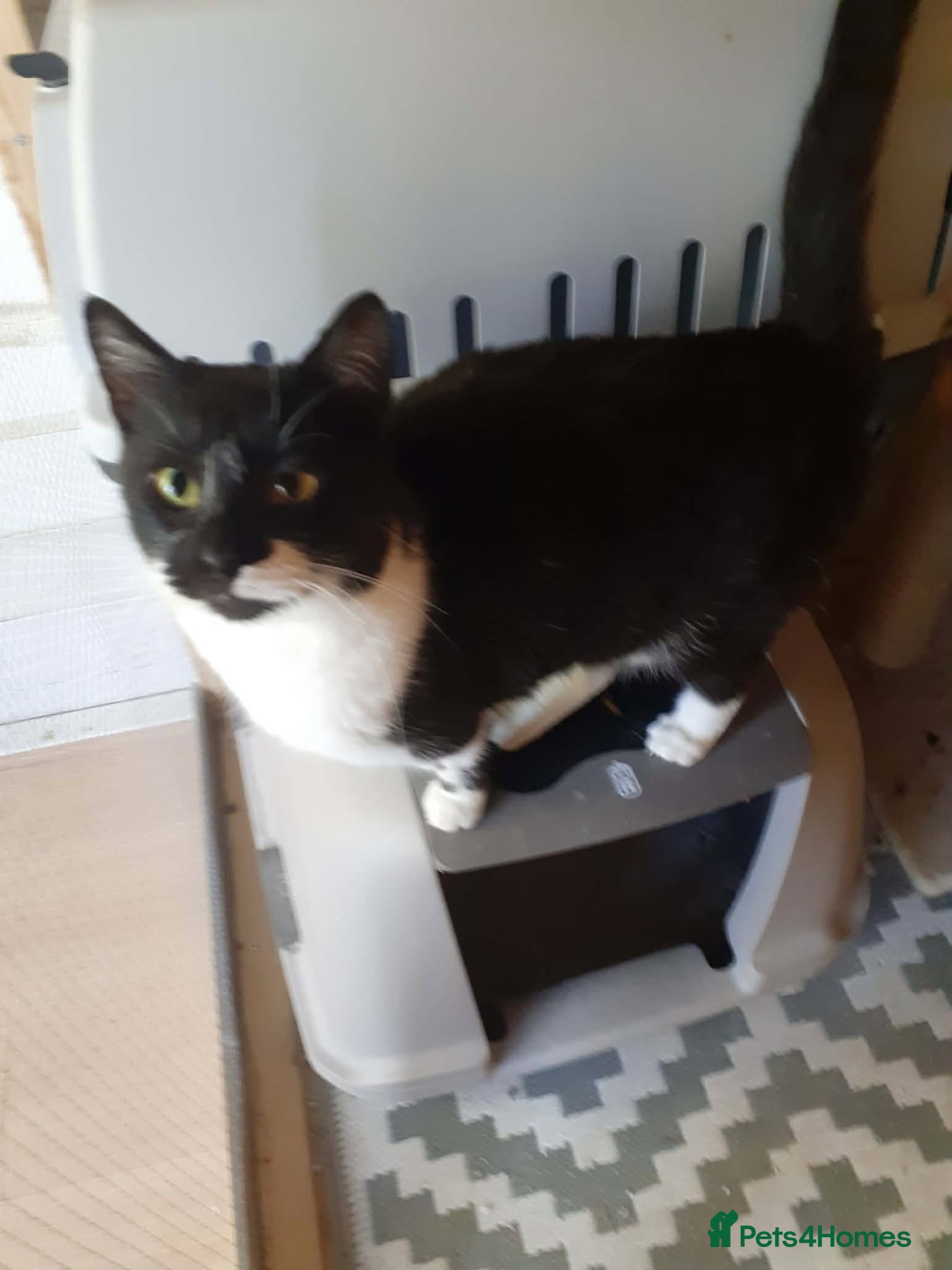 Mixed Breed cats Jacob for adoption - Advert 4